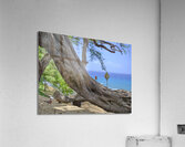 Hawaii Cardinal V Acrylic Print