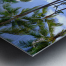 Hawaii Palms Surfboards Metal print