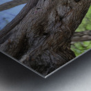 Hawaii Cardinal IV Metal print