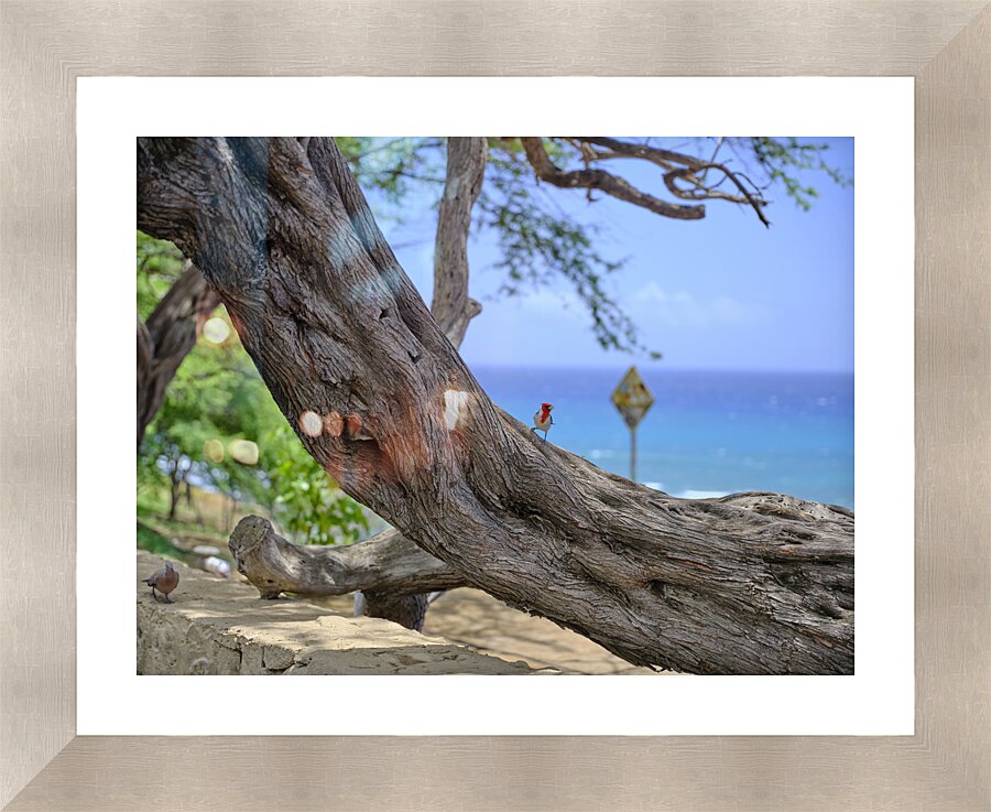 Hawaii Cardinal IV Picture Frame print