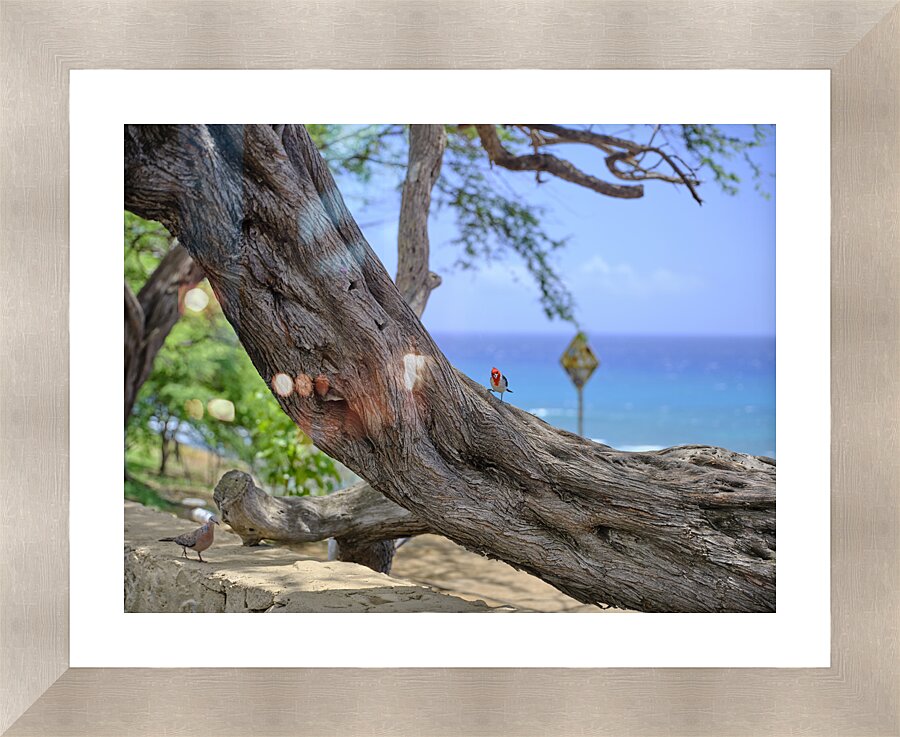 Hawaii Cardinal III Impression et Cadre photo