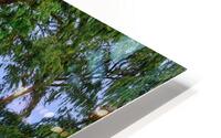 Hawaii Trees 4 HD Metal print
