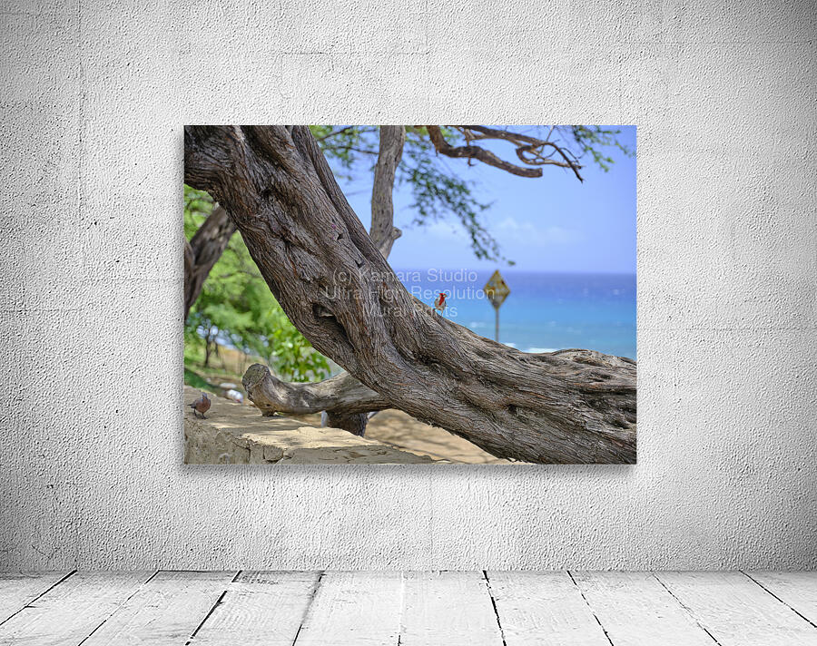 Hawaii Cardinal IV Wall Preview