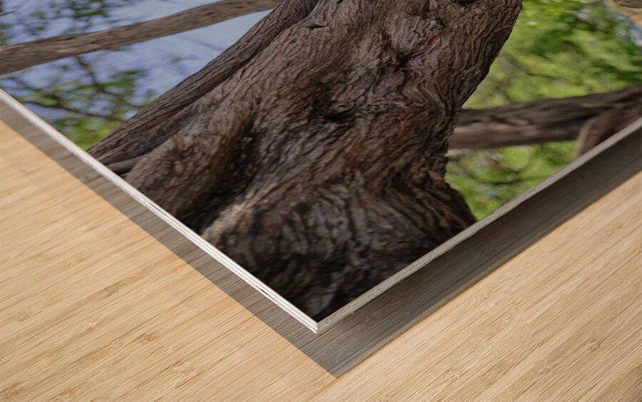 Hawaii Cardinal III Impression sur bois