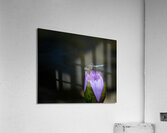  DSC8823 2 Enhanced Acrylic Print