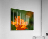  DSC8390 Enhanced Acrylic Print