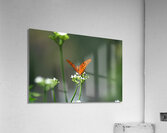  DSC7557 Acrylic Print