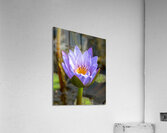  DSC8788 2 Enhanced Acrylic Print