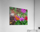  DSC7653 Acrylic Print