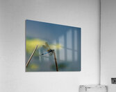  DSC8474 Enhanced Acrylic Print