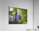  DSC8883 Enhanced Acrylic Print