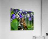  DSC8890 Enhanced Acrylic Print