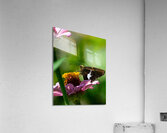  DSC8402 Enhanced Acrylic Print