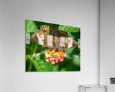  DSC8913 Enhanced Acrylic Print