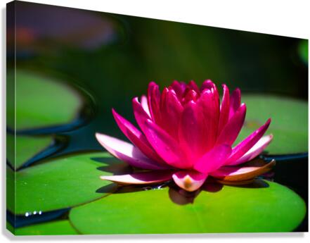  DSC8440 Enhanced Canvas Print