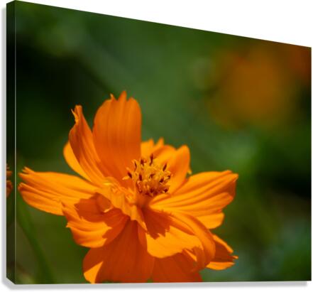  DSC8390 Enhanced Canvas Print
