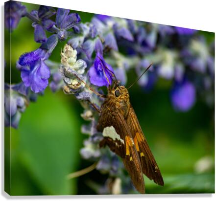  DSC8890 Enhanced Canvas Print