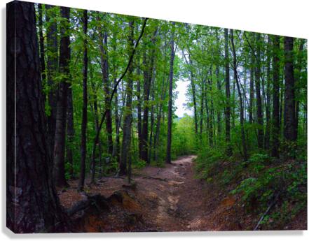 DC1 4446 2 Canvas Print