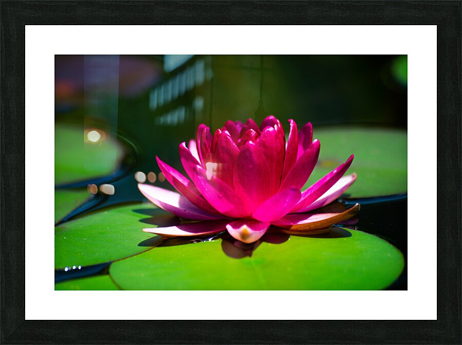  DSC8440 Enhanced Picture Frame print