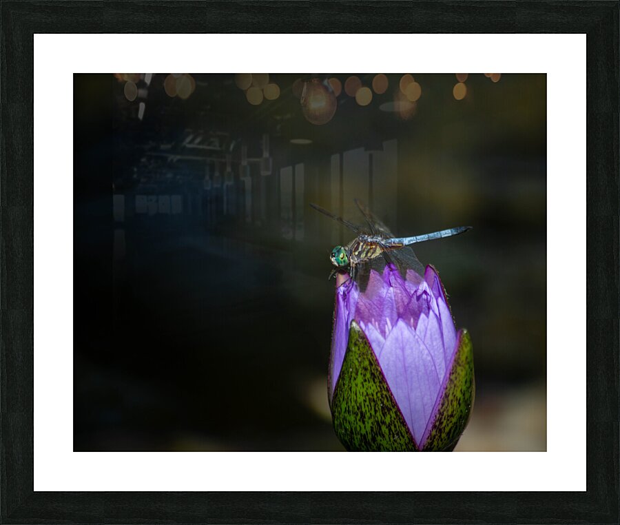  DSC8823 2 Enhanced Picture Frame print