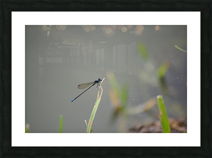  DSC8047 Picture Frame print