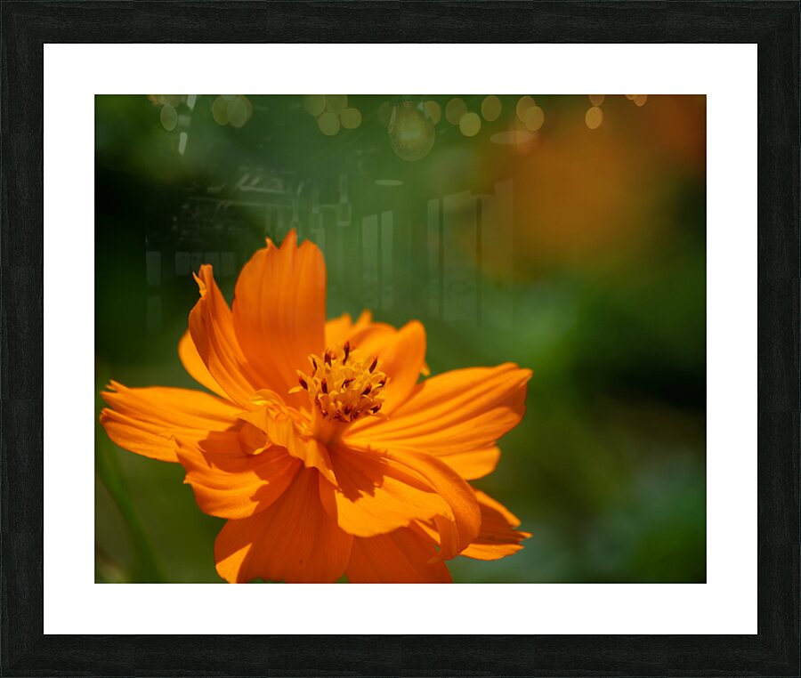 DSC8390 Enhanced Picture Frame print