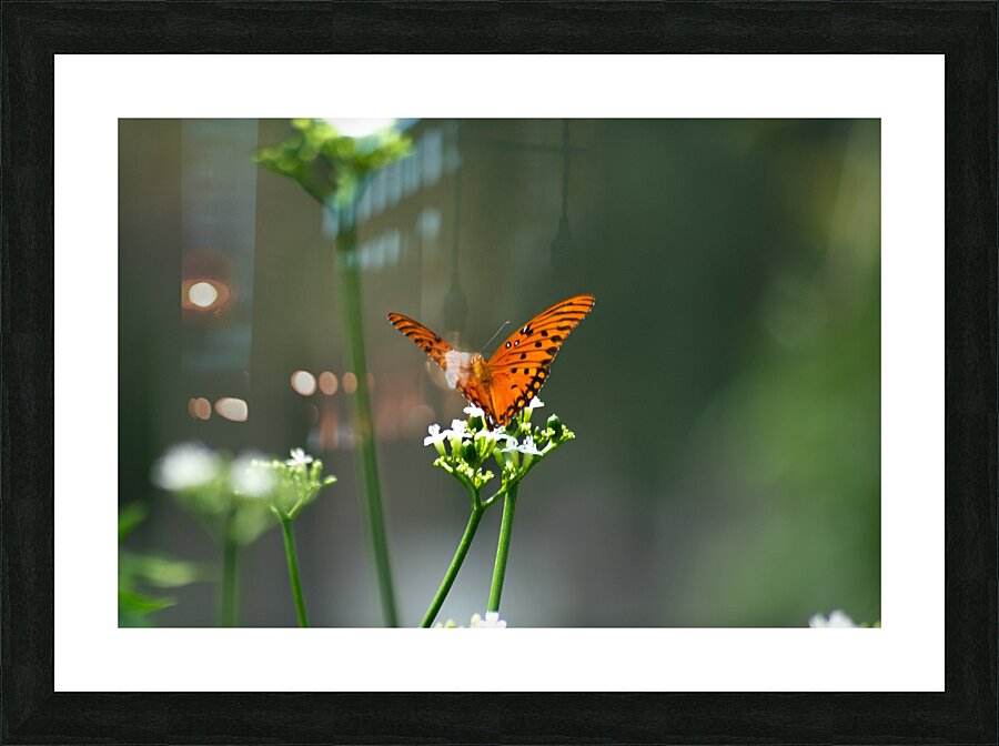  DSC7557 Picture Frame print