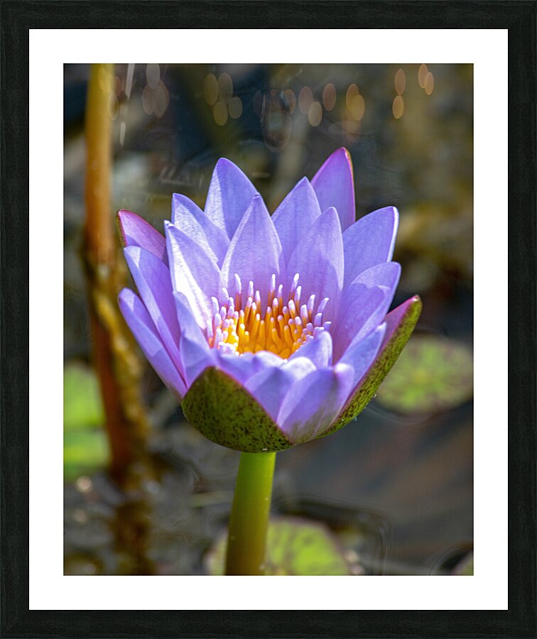  DSC8788 2 Enhanced Picture Frame print