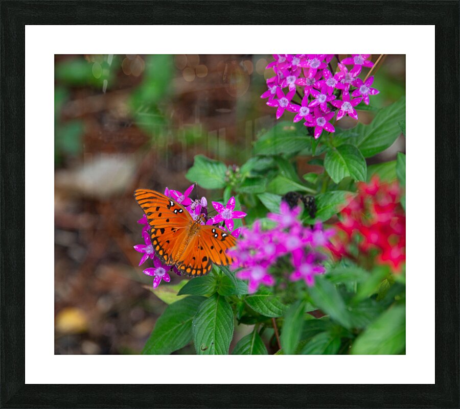  DSC7653 Picture Frame print