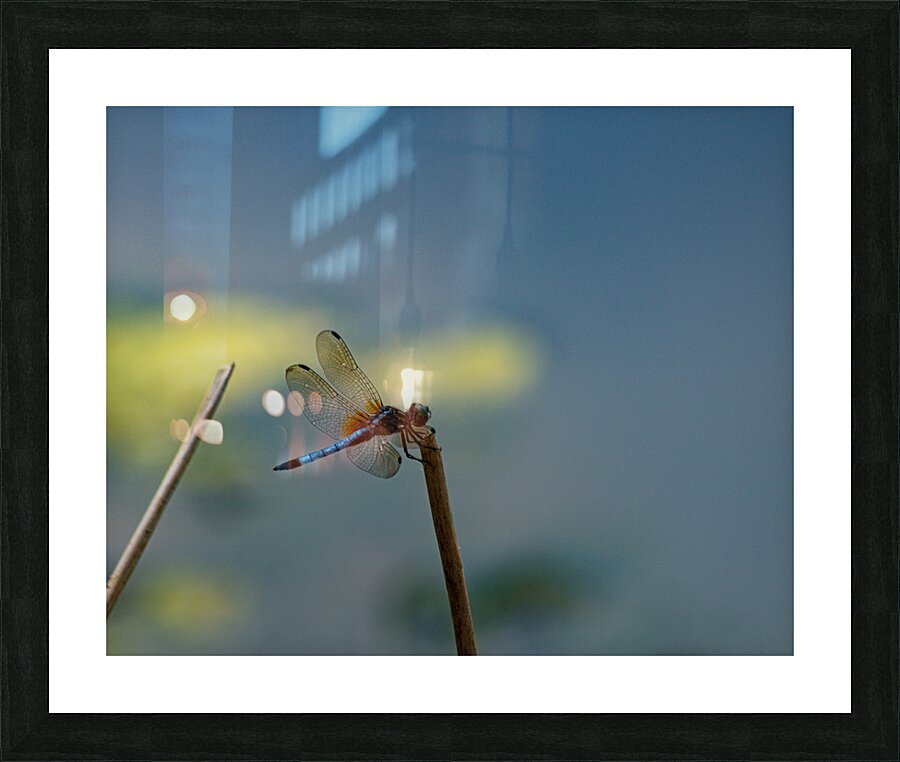  DSC8474 Enhanced Picture Frame print