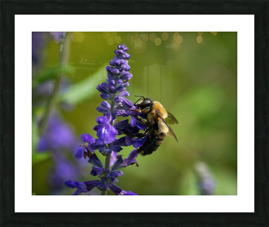  DSC8883 Enhanced Picture Frame print