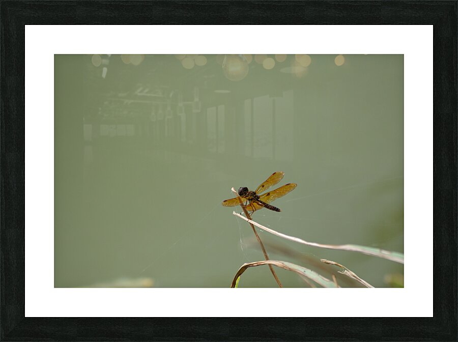  DSC8051 Picture Frame print
