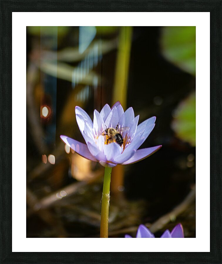  DSC8784 2 Enhanced Picture Frame print