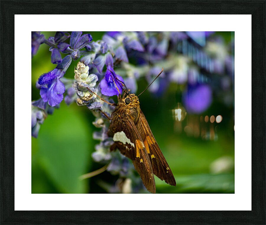  DSC8890 Enhanced Picture Frame print