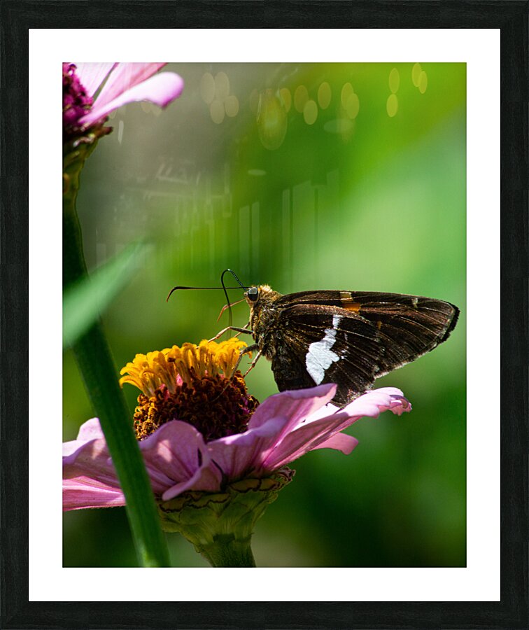 DSC8402 Enhanced Picture Frame print