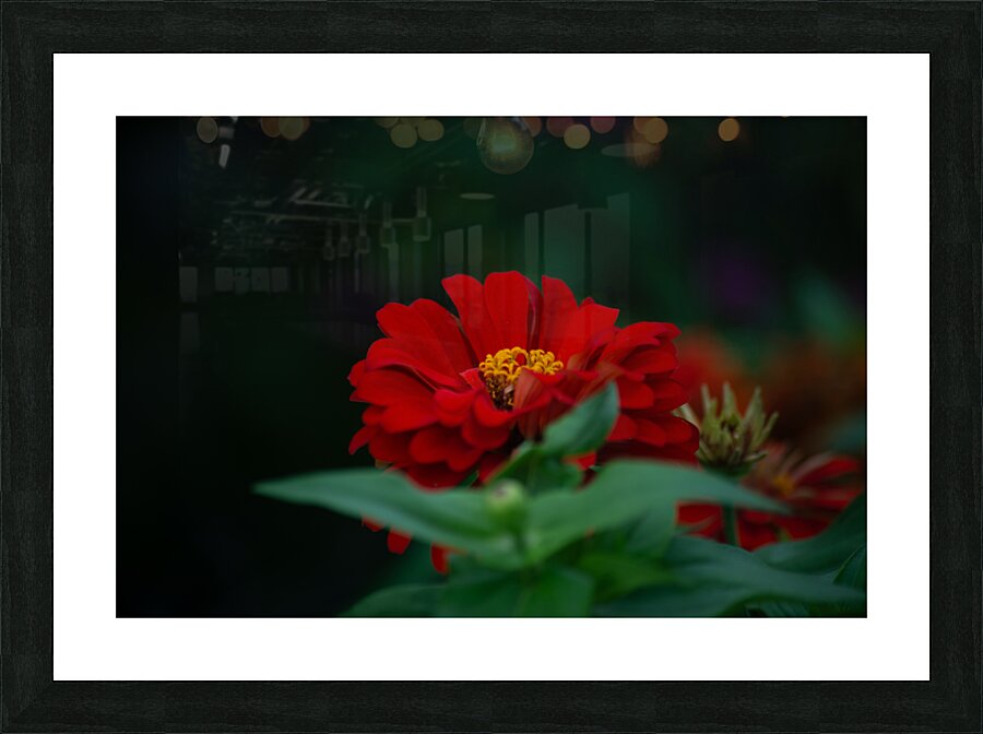  DSC7674 Picture Frame print