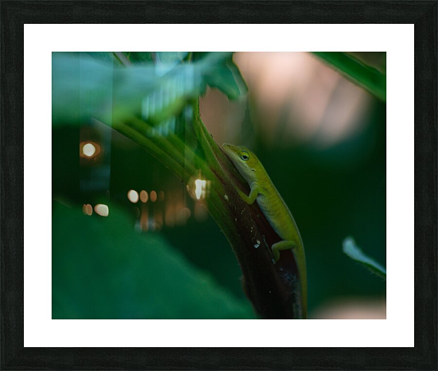  DSC8376 Enhanced Picture Frame print