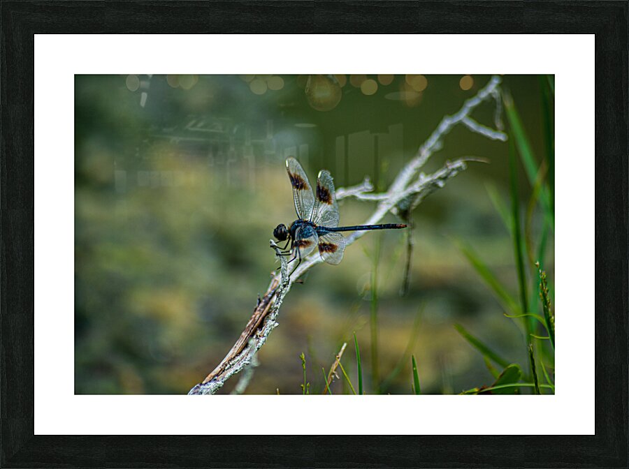  DSC8017 Picture Frame print