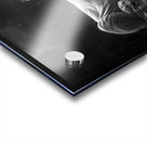 Majestic repose a lion in monochrome reflection Acrylic print