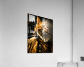Regal Feline Acrylic Print