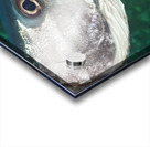 Barracuda Acrylic print