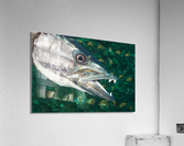 Barracuda Acrylic Print