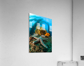 Ocean reef scenery Acrylic Print