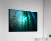 Kelp bed Acrylic Print