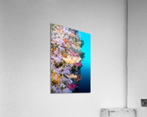 Colorful reef wall Acrylic Print