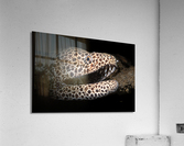 Leopard and laced moray eel Acrylic Print