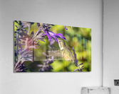 Hummingbird feeding Acrylic Print