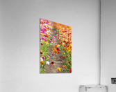 Ranunculus flowers in field Acrylic Print