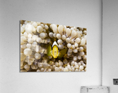 Yellow clownfish Acrylic Print