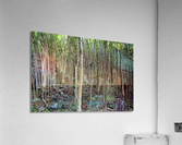 Thick rainforest Acrylic Print